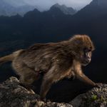 A female gelada, with a week-old infant clinging to her belly, climbed over the cliff edge in Ethiopia’s Simien Mountains National Park.